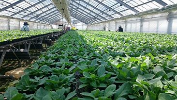 現ハウスの様子