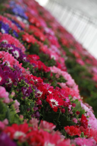 IMG_6537-e1426023295271