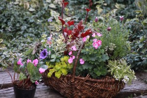 12903509_972978906113509_1274813789_o