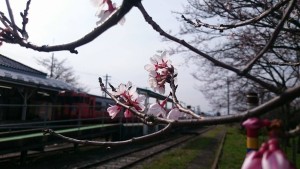 12903920_972603282817738_1595841375_o