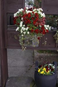 12910340_972581549486578_2101998023_n