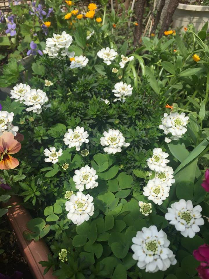 「３年前のお花が根付きました！！」