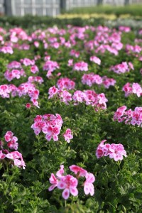 12961372_981544605256939_3559280153450886462_o