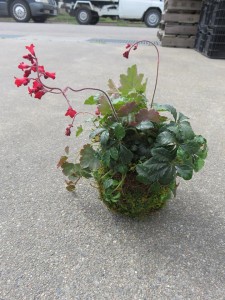 12968750_974677295943670_1226133650_n