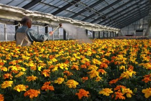 12976716_981544485256951_1341573959038783469_o