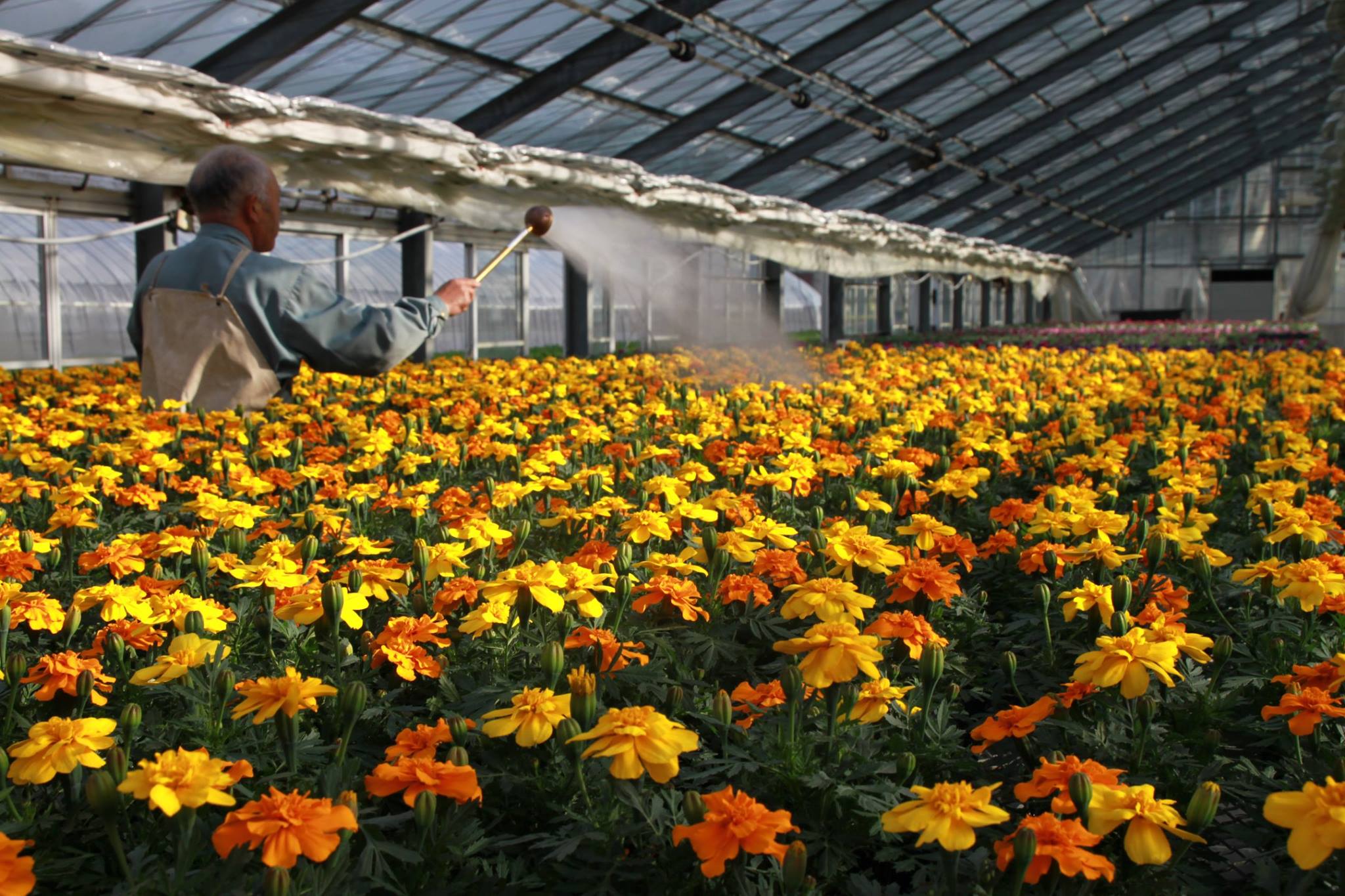 は～るがき～た～♪