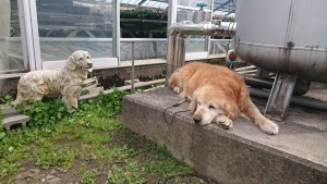 12987149_982397198505013_9215925741381950890_n