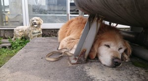 12991076_982396898505043_582491212844814436_n