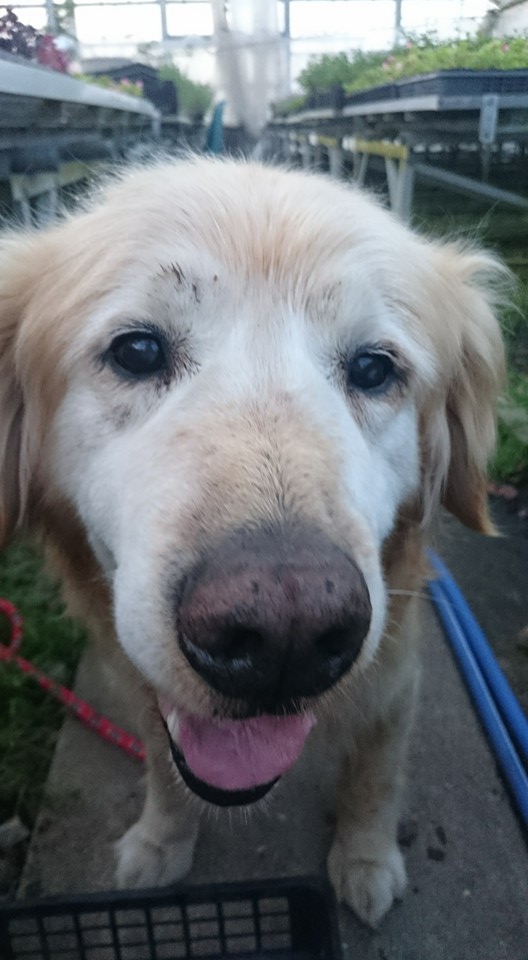 アッシュの　とある一日