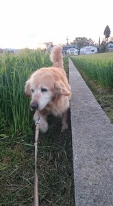 13000128_982492125162187_5186828919868032982_n