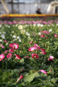 13002472_981544481923618_777384060960896724_o