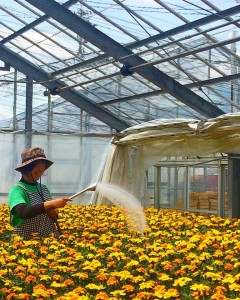 13010723_1037775722954821_4321721312669534428_n