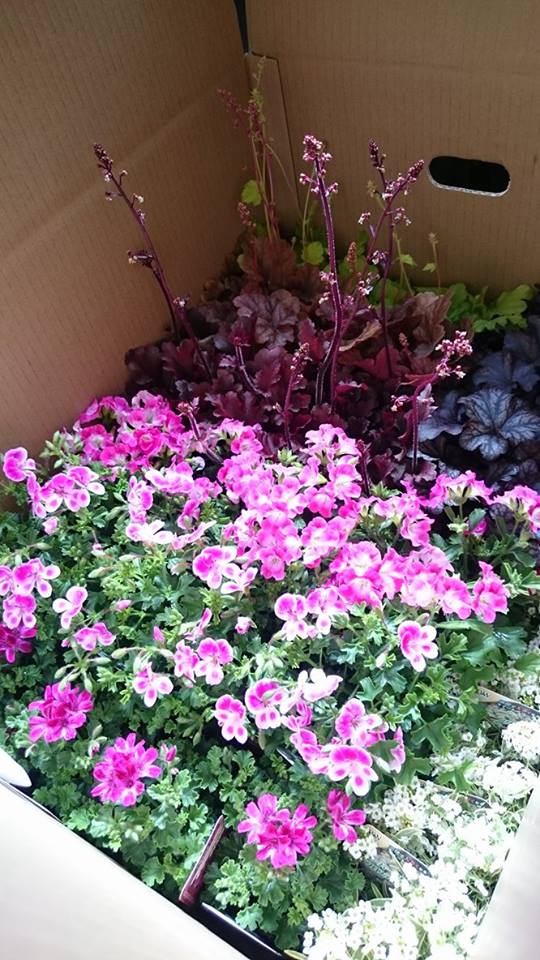 恵泉園芸センターさまへ発送☆