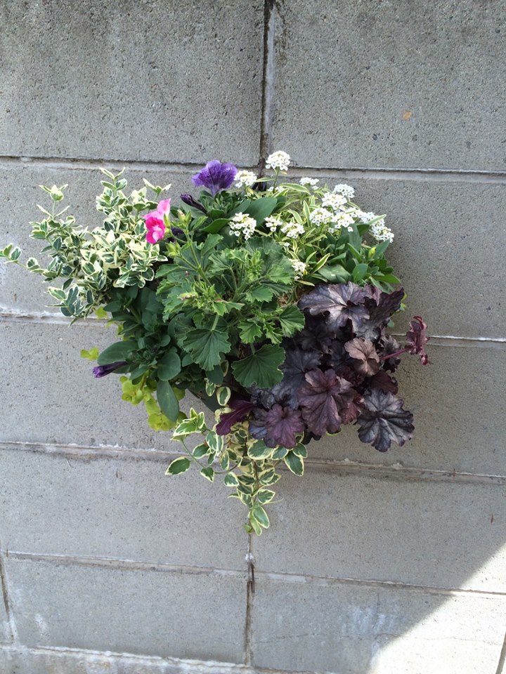 先日のハンギングバスケットのその後♪