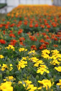 13029638_981544478590285_2672786052339428303_o