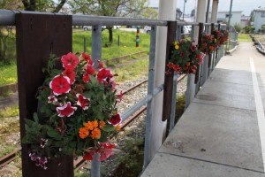 13047919_987165298028203_8659343309777765384_o