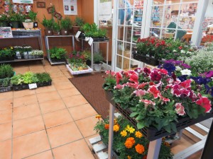 13106071_990217784389621_839917472_o