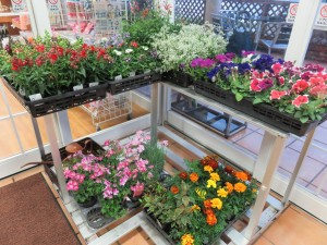 13128760_990217774389622_109130791_o