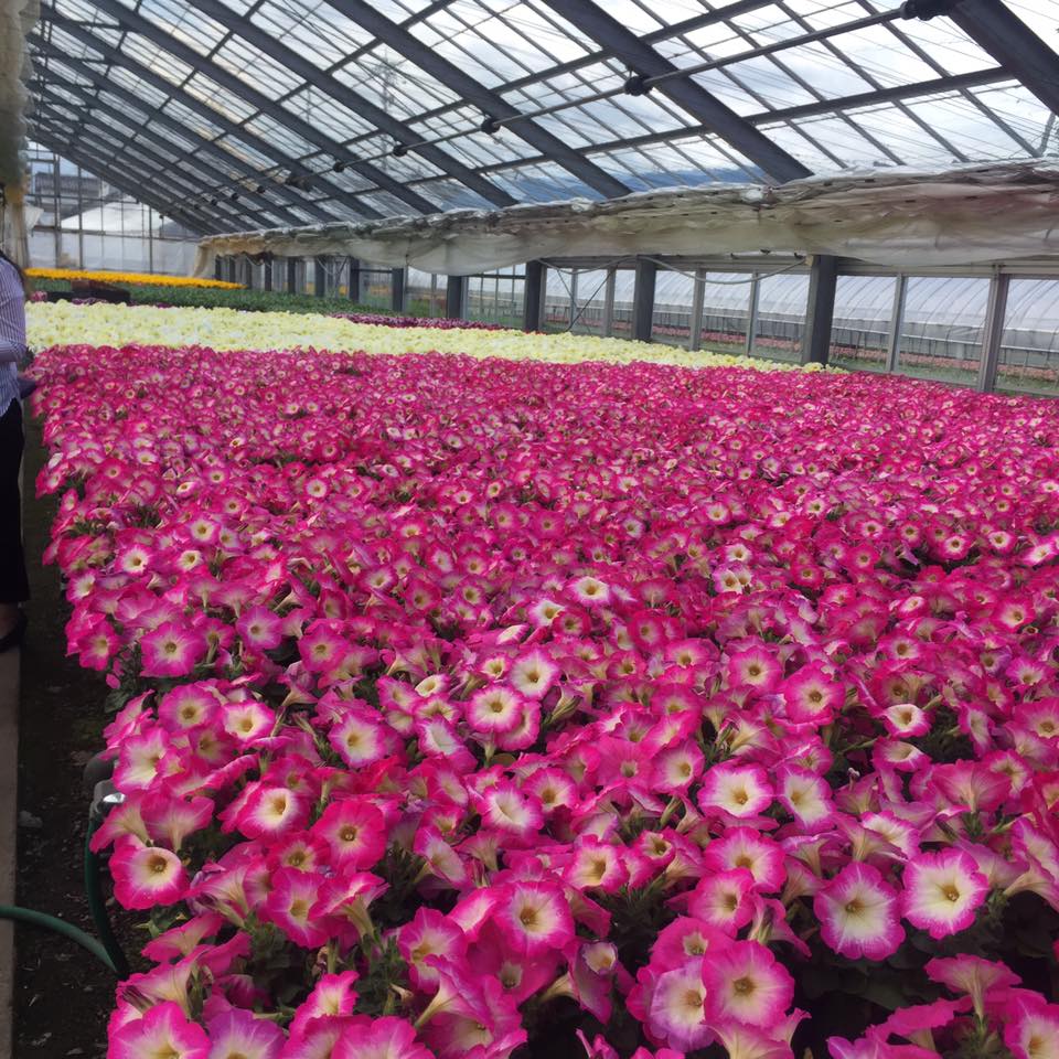 G7環境省サミットのおもてなし♪