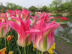 13113225_992327314178668_1800180620_o