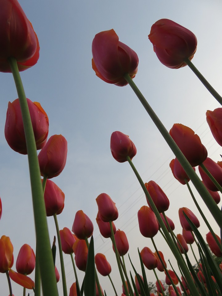 「となみチューリップフェア２０１６」へ行ってきました☆