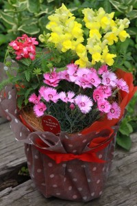 13153532_994697333941666_420211623_n