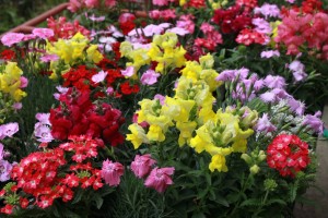 13161137_994697320608334_1850461478_o