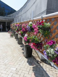 13164213_1000201736724559_7956693165971780369_n