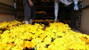 13177627_998211283590271_5672960836052038394_n