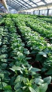 13178775_998500573561342_144256966185840482_n