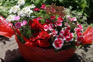 13199030_996205167124216_288868534_o