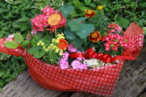 13199167_995381463873253_1597969077_o