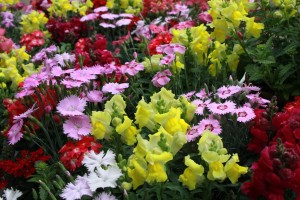 13199268_994697327275000_1639616826_o