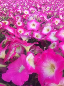 13221456_1053804834685243_1841645502566479881_n