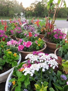 13227094_1005532636191469_5544655096915412925_n