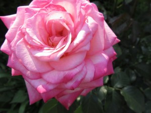 13230115_1003982623013137_423118937637624208_n