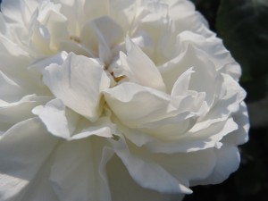 13230258_1003982696346463_5181294765518829131_n