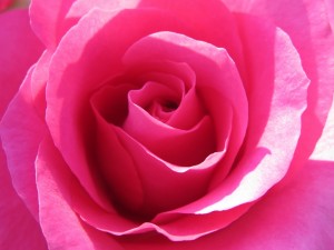 13230260_1003982639679802_6549163589806189252_n