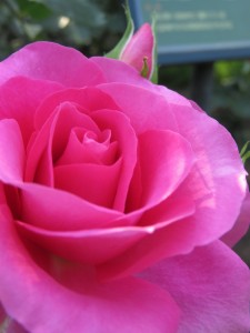 13233092_1003982656346467_6166350799471817301_n