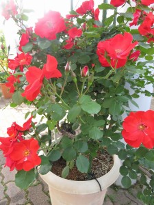 13233104_1003982749679791_5348102686708454611_n