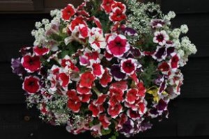 13236161_999727270105339_922219366_n