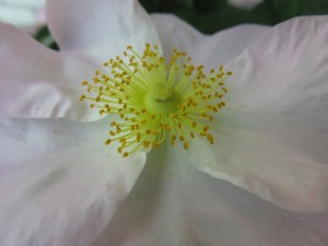 13240481_1003982783013121_3783341154400864207_n