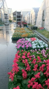 13241163_1001889293222470_2596948617452530831_n