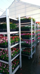 13241180_1001889233222476_6192488327483030094_n