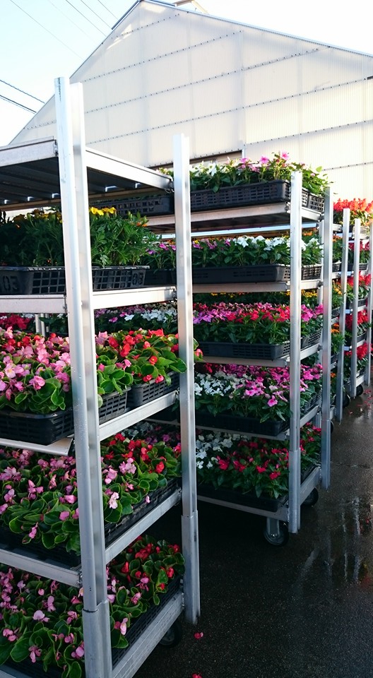 花と緑の銀行花苗配布始まり～♪