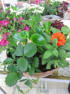 13241352_1003982453013154_6080232696398868403_n