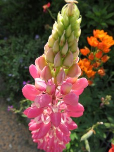 13241411_1003982726346460_6591930050425443896_n