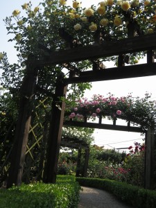 13244707_1003982679679798_1490276100568831442_n