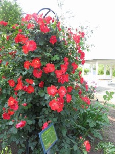 13254291_1003982593013140_5440545120844309627_n