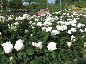 13256404_1003982513013148_6478526867837123871_n